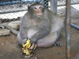 A Monkey Incident at Walmart