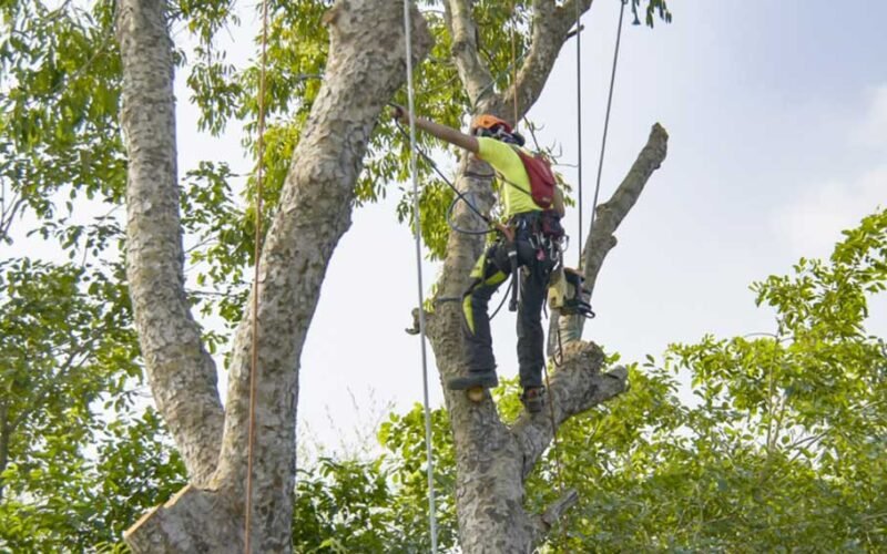 Choosing the Right Tree Specialist in Melbourne: 5 Must-Know Tips ...