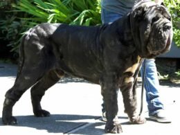 The Majestic Mastino Napoletano