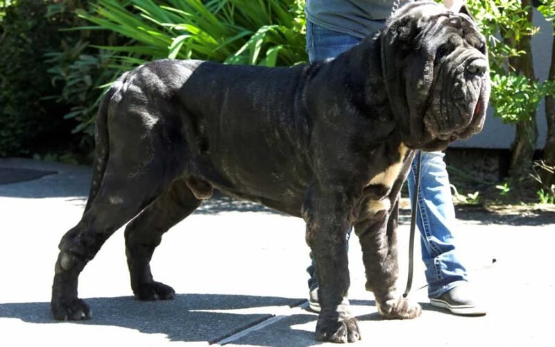 The Majestic Mastino Napoletano