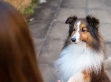 Fun Ways to Get Your Lazy Dog Moving Again