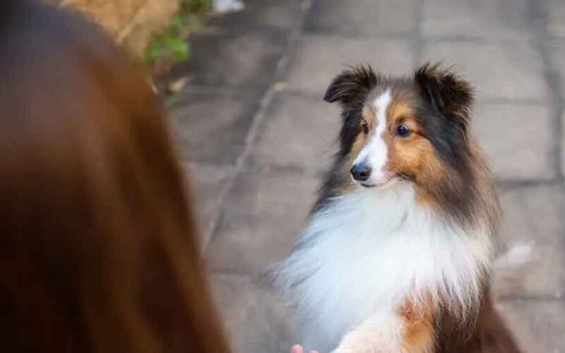 Fun Ways to Get Your Lazy Dog Moving Again
