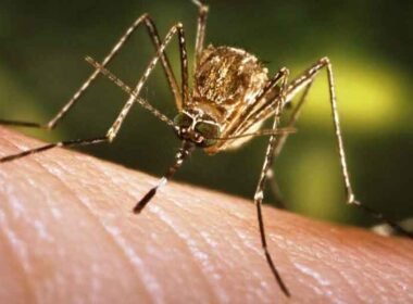 Why Is Expert Mosquito Control Essential for Public Health?
