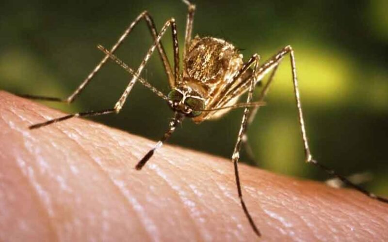 Why Is Expert Mosquito Control Essential for Public Health?
