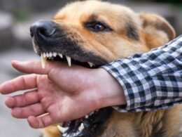 What to Do After a Dog Bite in Kansas City: A Legal Guide