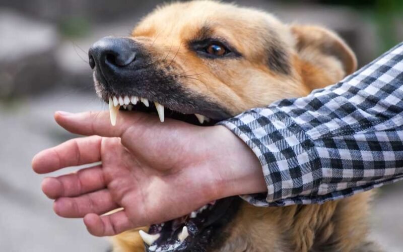 What to Do After a Dog Bite in Kansas City: A Legal Guide