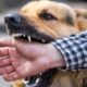 What to Do After a Dog Bite in Kansas City: A Legal Guide